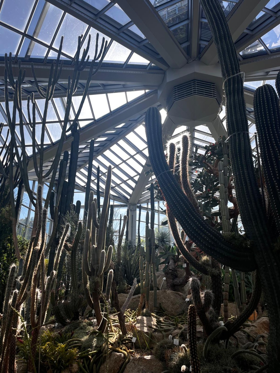 Cactus en el Palmengarten