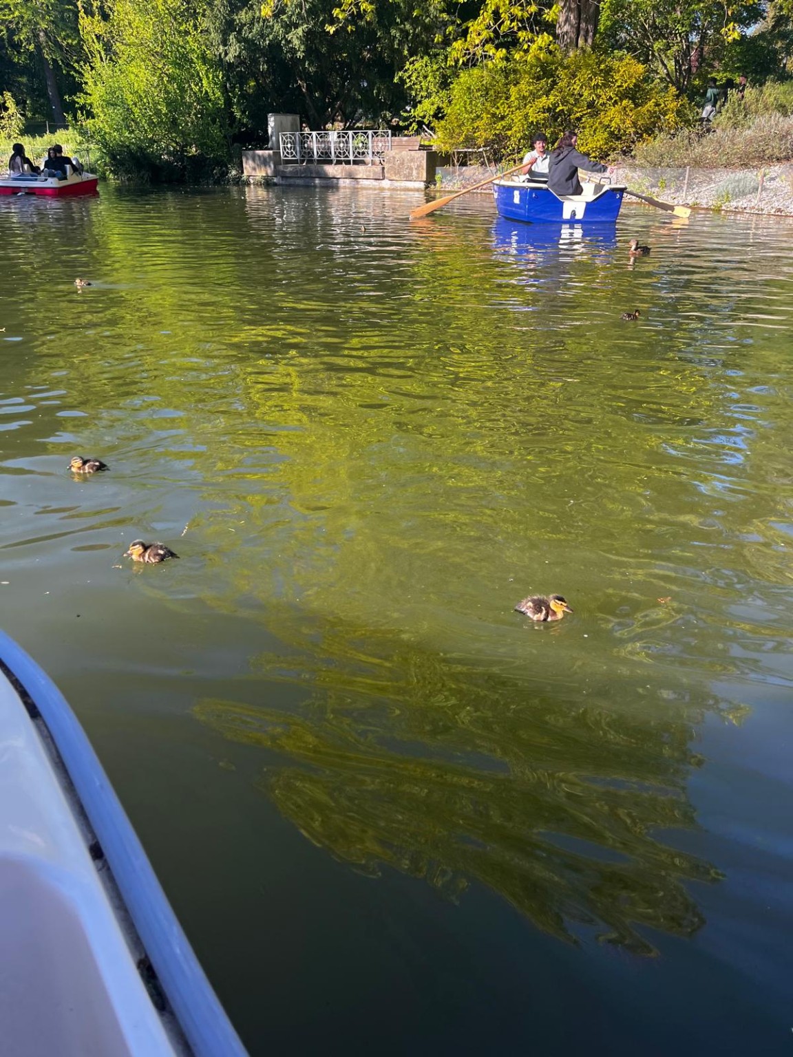 Bote y patitos